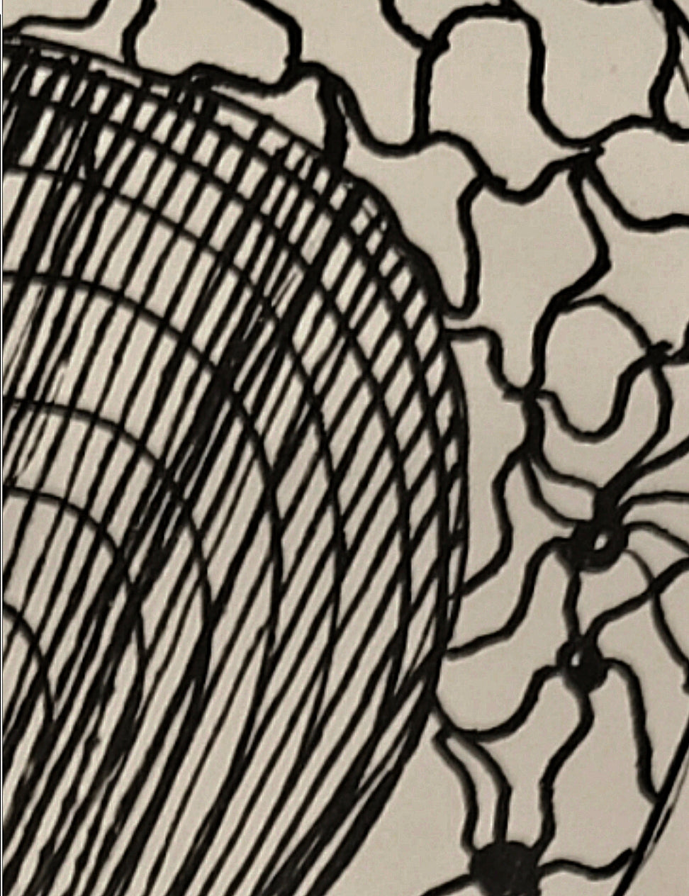 Arachnoïdea