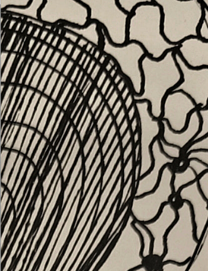Arachnoïdea