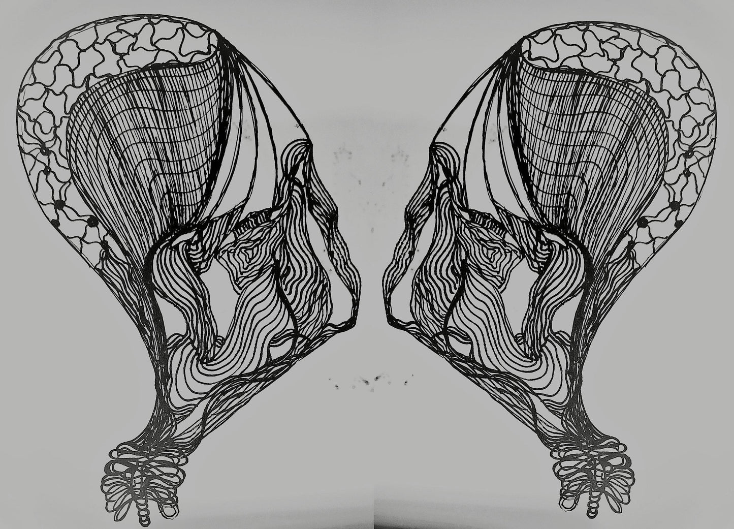 Arachnoïdea